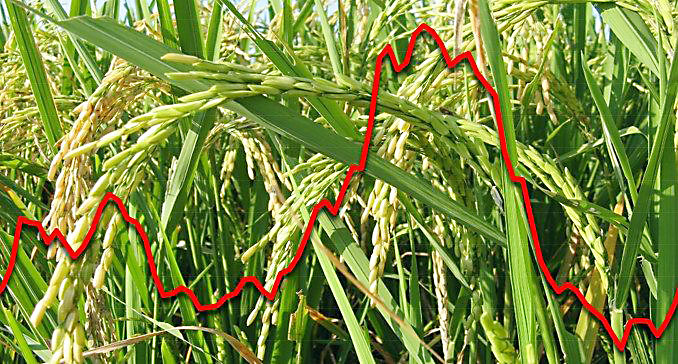 Agosto 2026: Precios mundiales del arroz al más alto nivel desde febrero de 2025